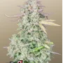 Насіння конопель Original AUTO TRAINWRECK від Fast Buds
